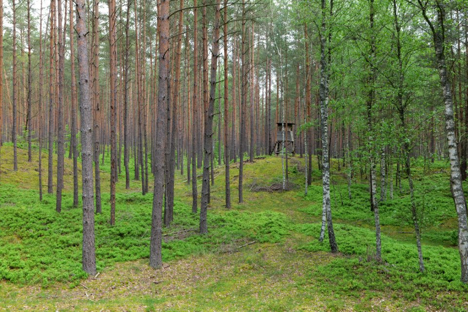 NSG Kleine Schorfheide 2021-05-29 108