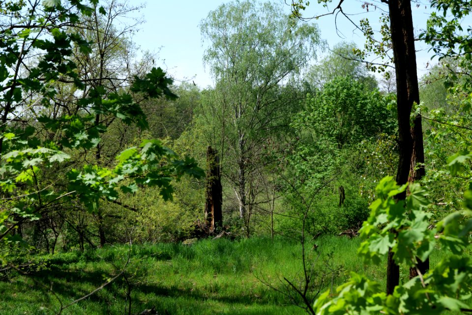 NSG Glasowbachniederung 2021-05-11 26