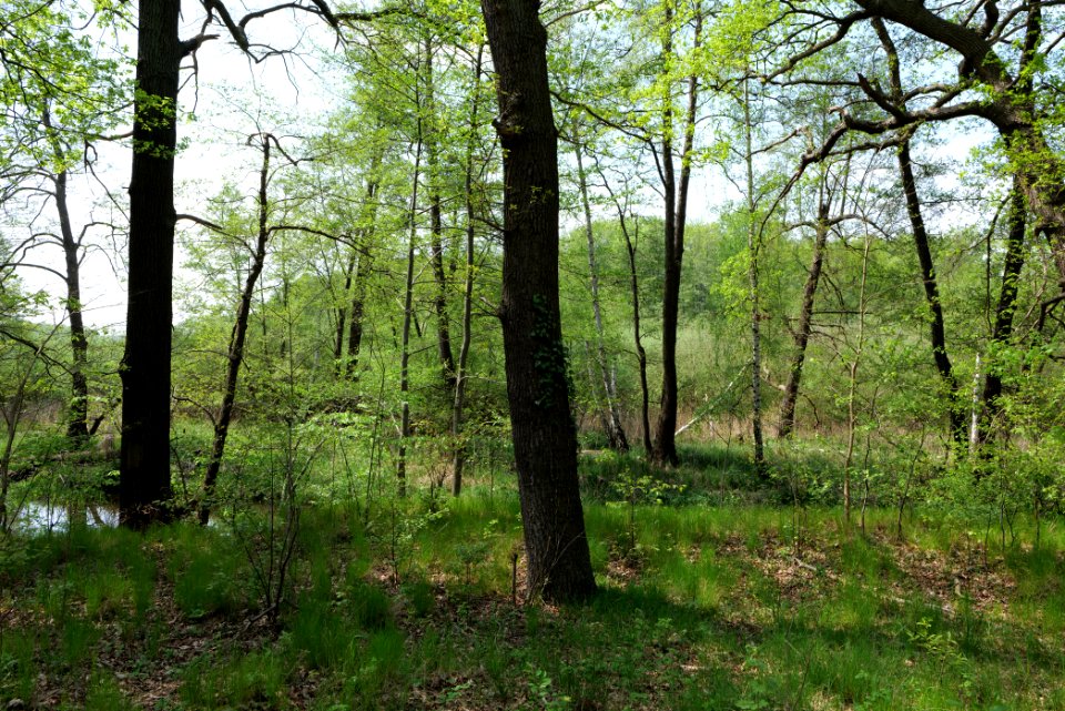 NSG Rangsdorfer See 2021-05-11 15