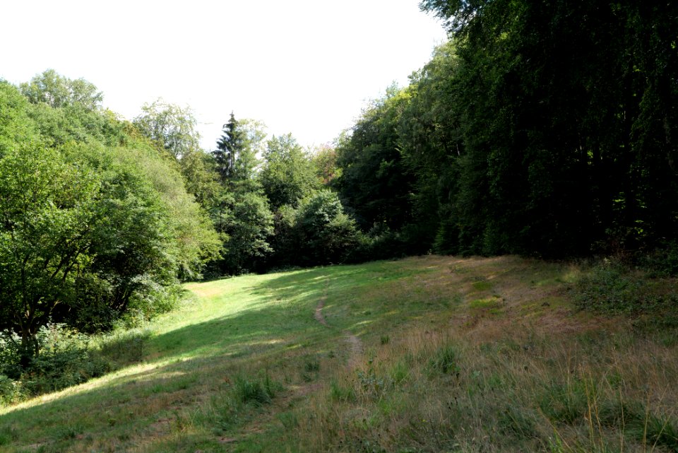 NSG Reichenbachtal 2020-08-18 05