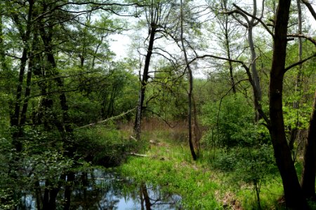 NSG Rangsdorfer See 2021-05-11 12