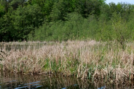NSG Rangsdorfer See 2021-05-11 27