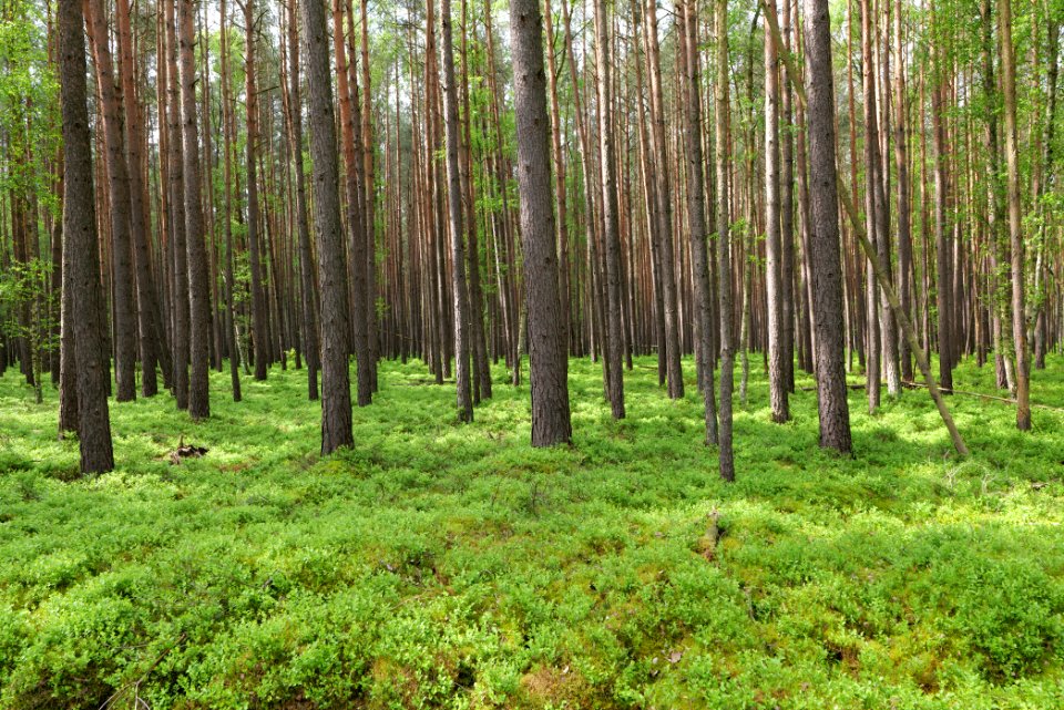 NSG Kleine Schorfheide 2021-05-29 10