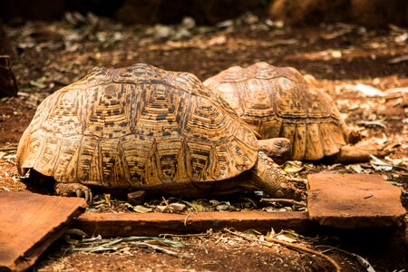 Game animal african