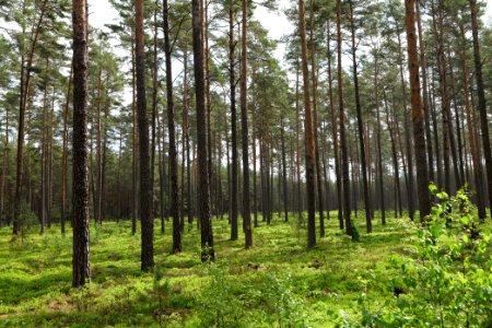 NSG Kleine Schorfheide 2021-05-29 05