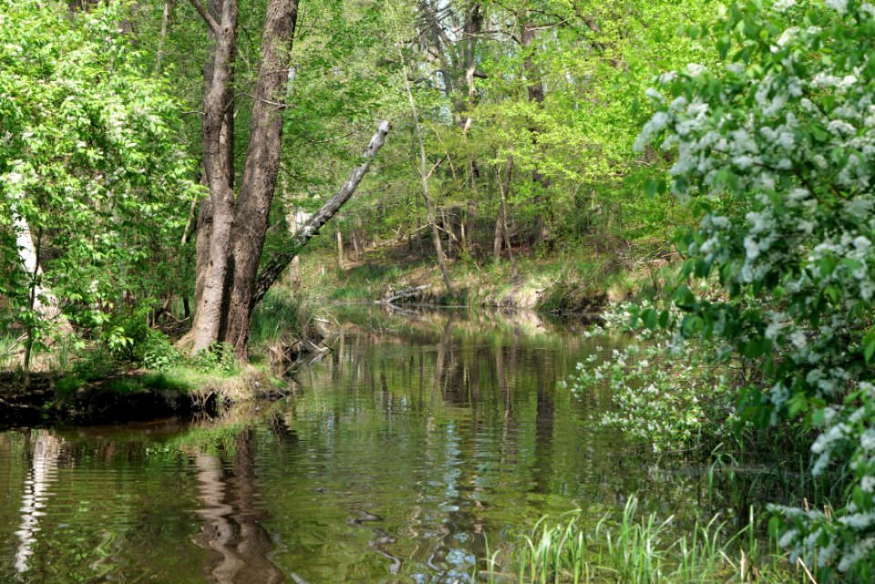 NSG Rangsdorfer See 2021-05-11 22