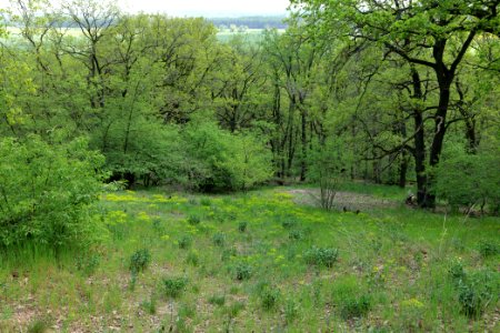 NSG Großmachnower Weinberg 2021-05-11 25