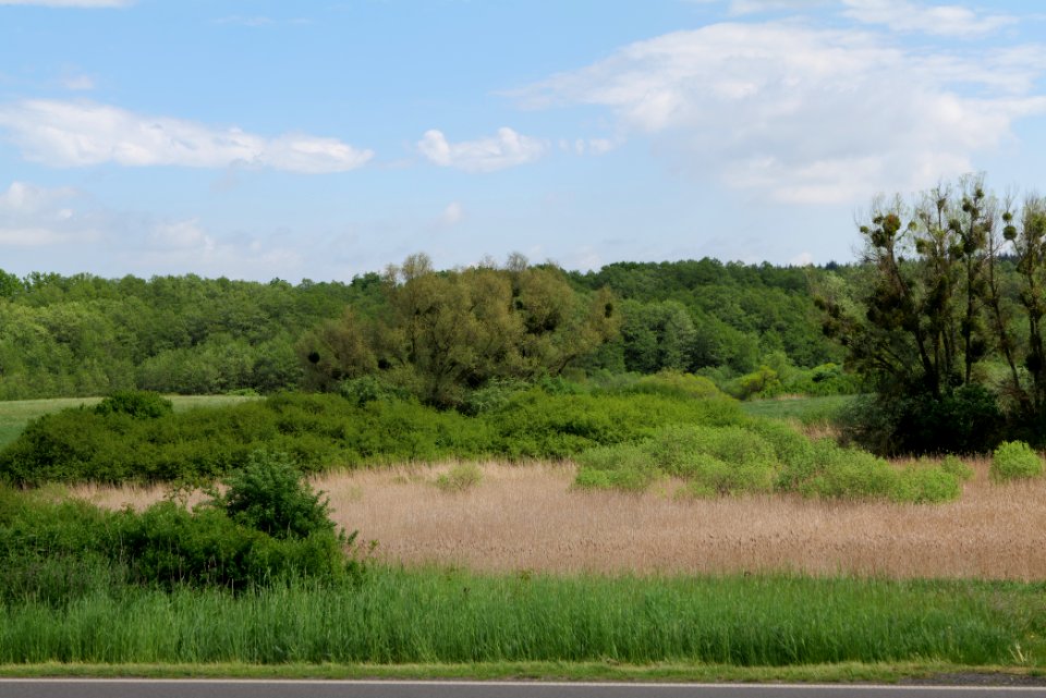 NSG Mellensee-Marienfließ from street 2021-05-29 13