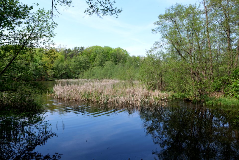NSG Rangsdorfer See 2021-05-11 17