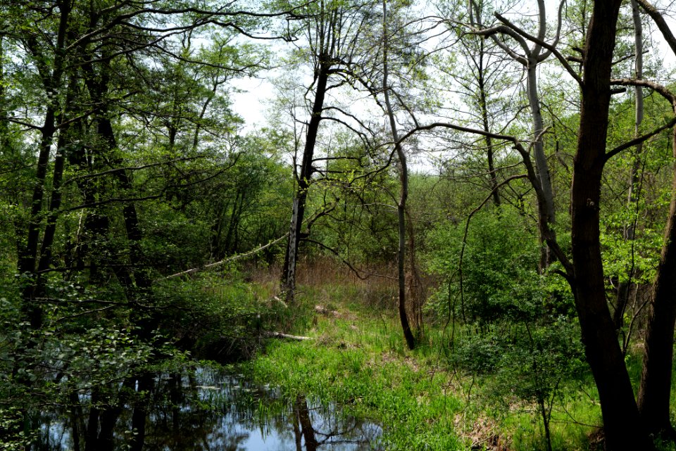NSG Rangsdorfer See 2021-05-11 13