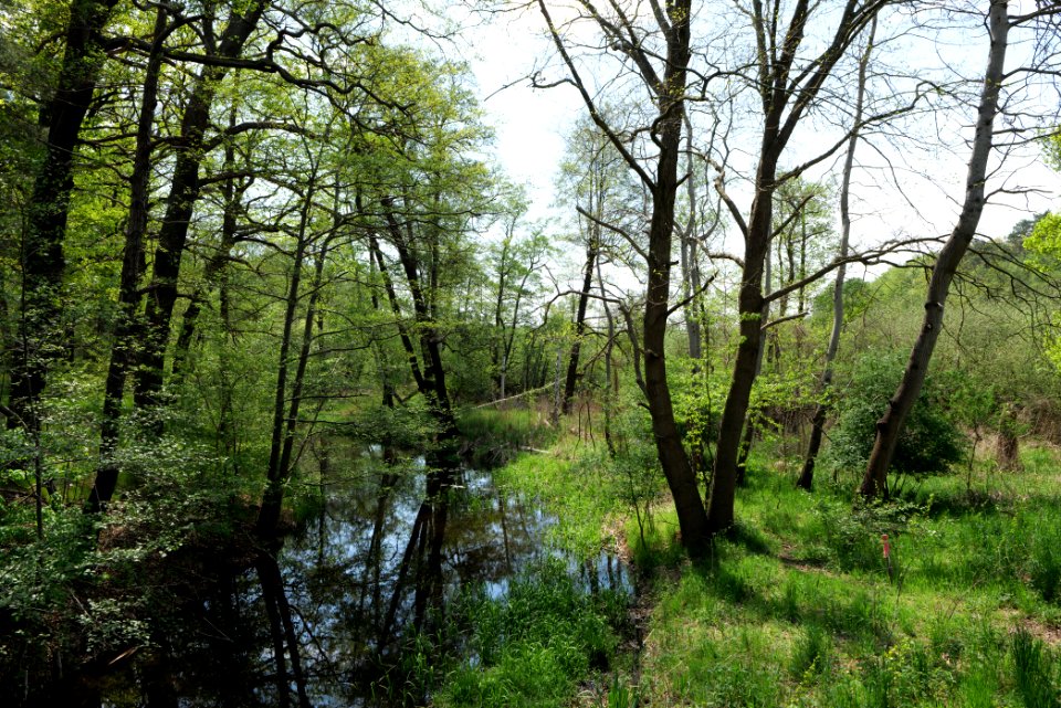 NSG Rangsdorfer See 2021-05-11 08