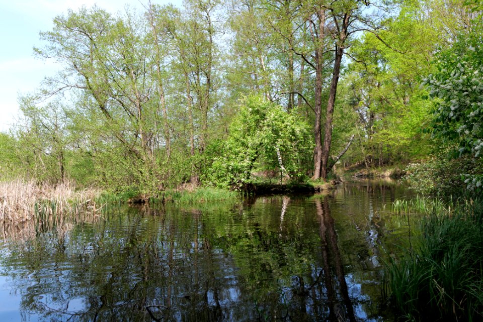 NSG Rangsdorfer See 2021-05-11 23