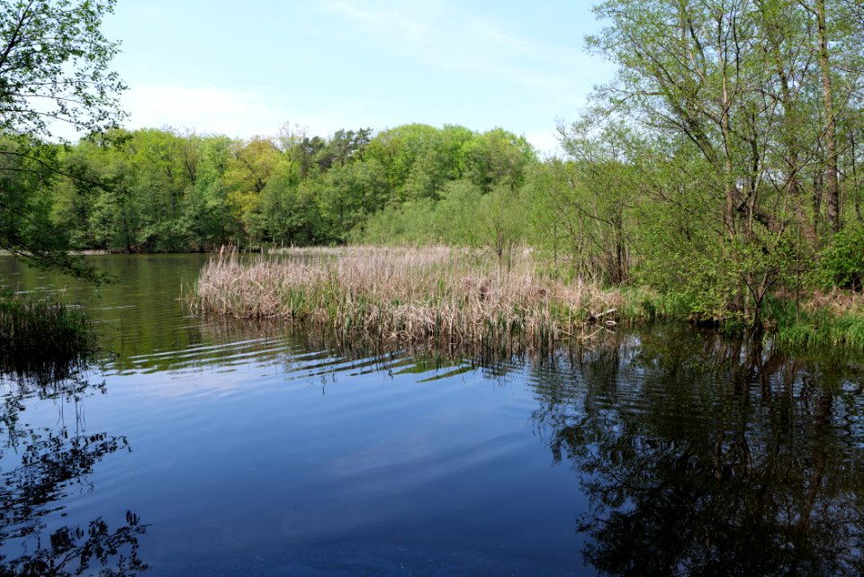 NSG Rangsdorfer See 2021-05-11 29