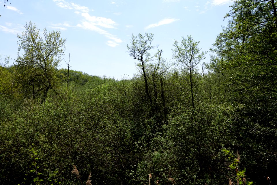 NSG Rangsdorfer See 2021-05-11 02