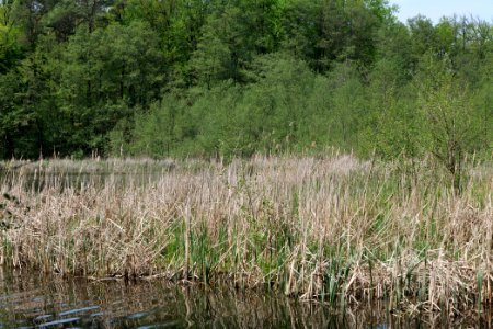 NSG Rangsdorfer See 2021-05-11 26