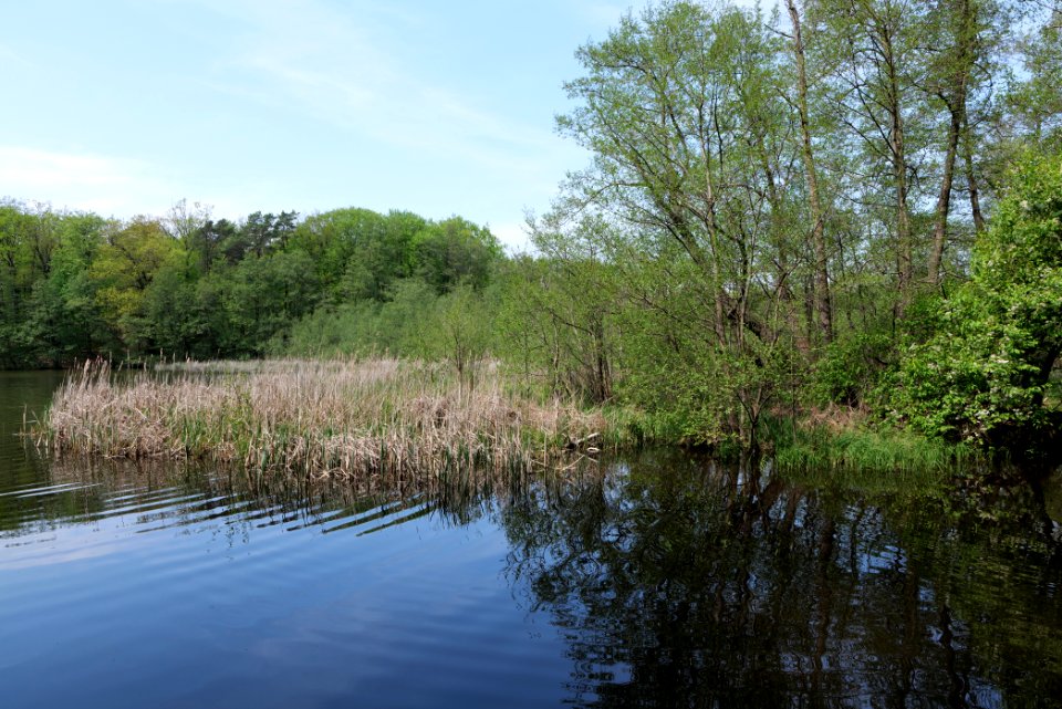 NSG Rangsdorfer See 2021-05-11 32