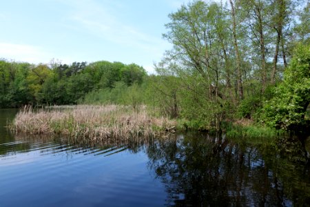 NSG Rangsdorfer See 2021-05-11 32