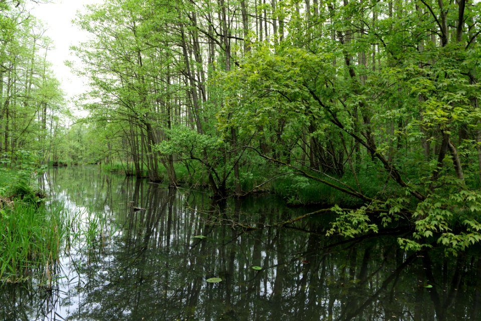 NSG Küstrinchen 2021-05-29 11