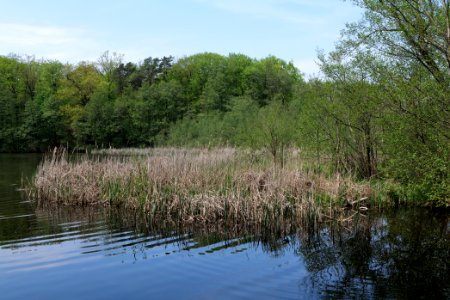 NSG Rangsdorfer See 2021-05-11 31