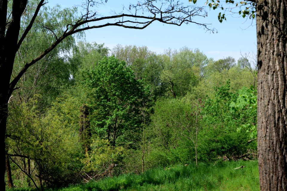 NSG Glasowbachniederung 2021-05-11 31
