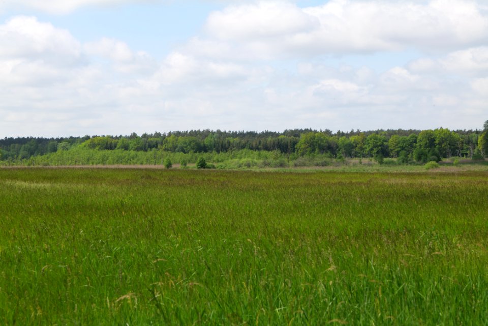 NSG Platkowsee 2021-05-29 18