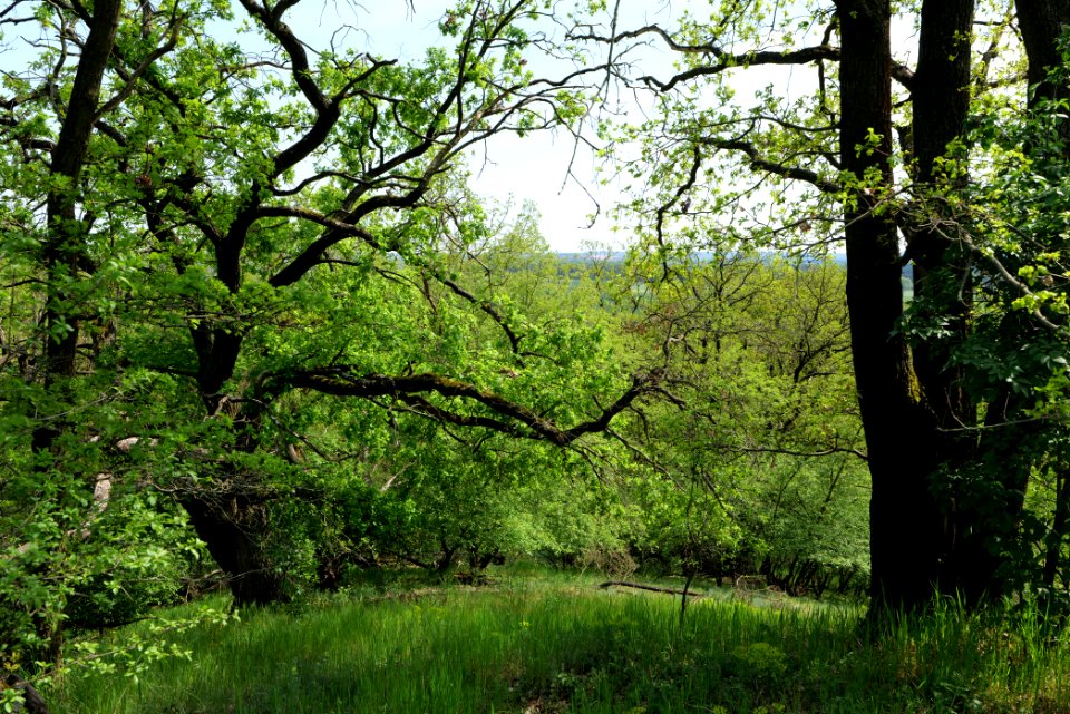 NSG Großmachnower Weinberg 2021-05-11 35