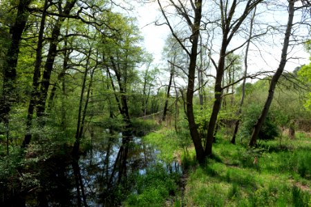 NSG Rangsdorfer See 2021-05-11 10