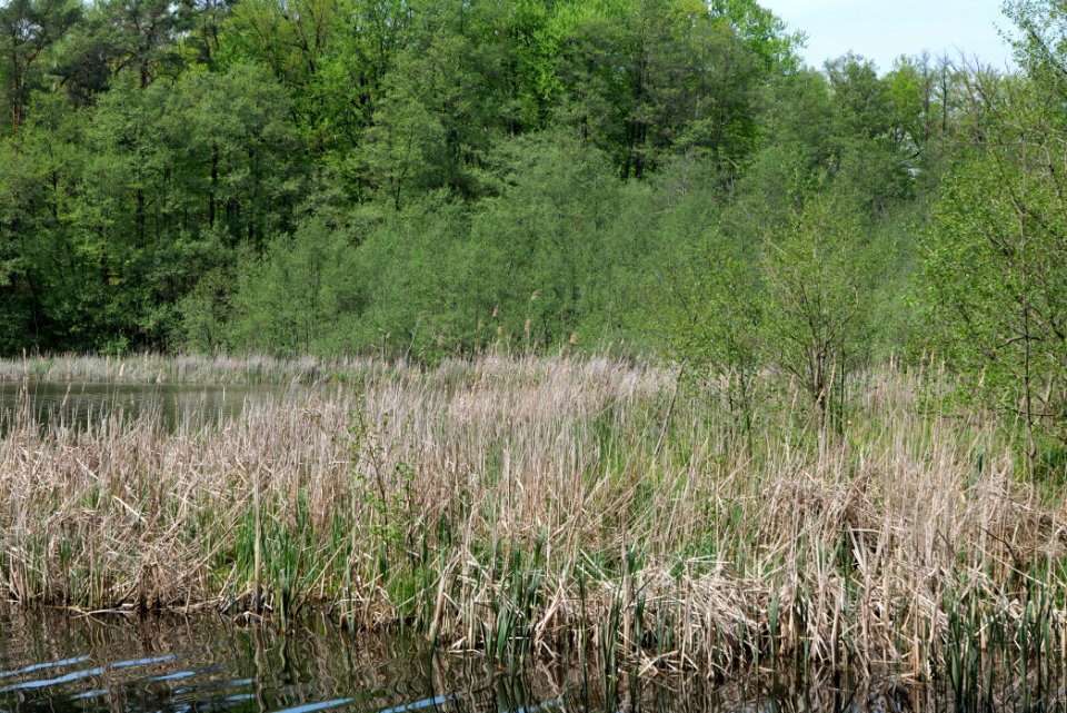 NSG Rangsdorfer See 2021-05-11 19