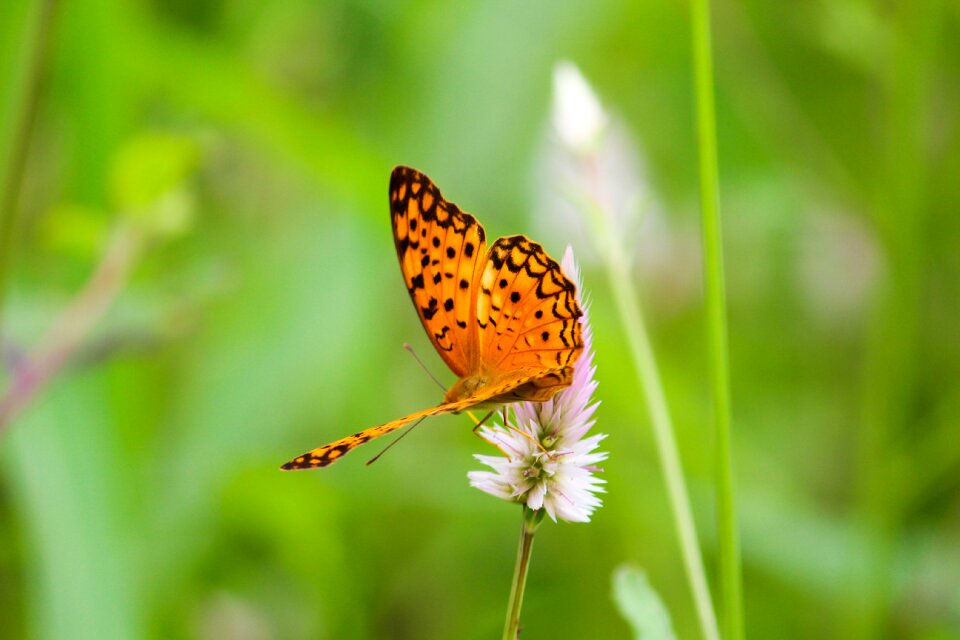 Animal natural garden