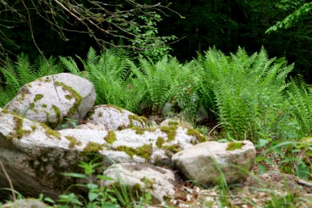 NSG Brüsenwalde 2021-05-29 93