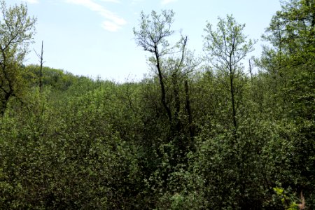 NSG Rangsdorfer See 2021-05-11 04