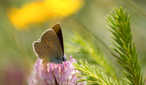 Common blue blossom bloom