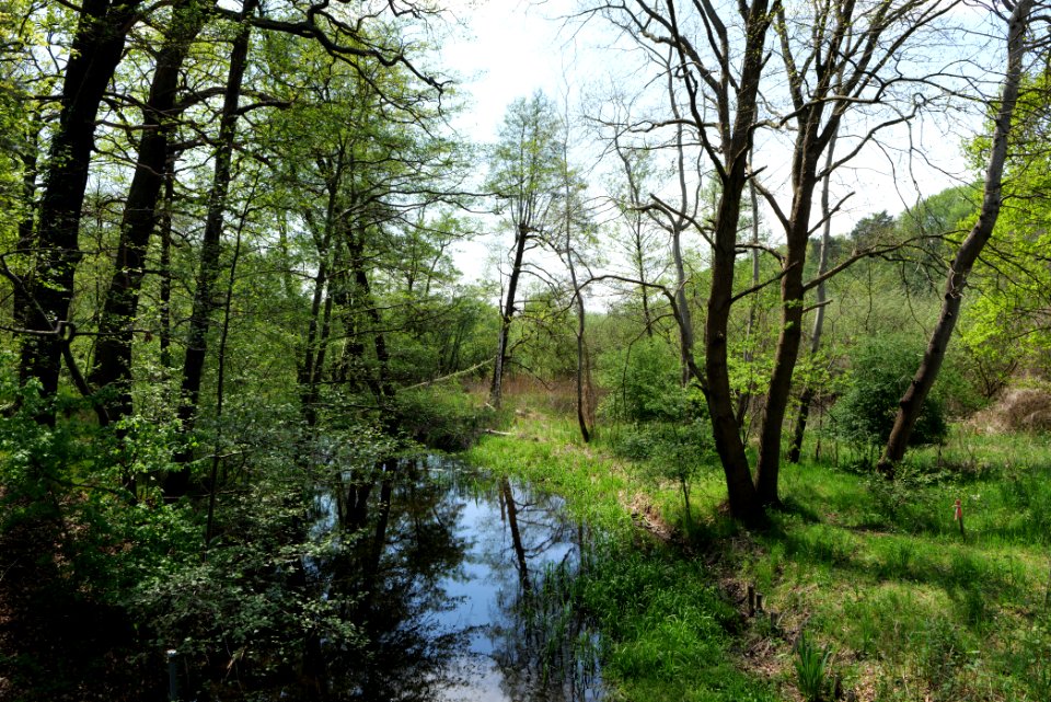 NSG Rangsdorfer See 2021-05-11 11