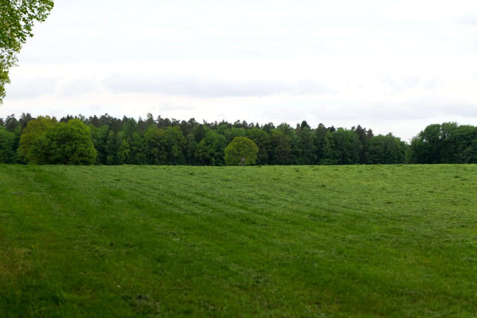 NSG Brüsenwalde 2021-05-29 88