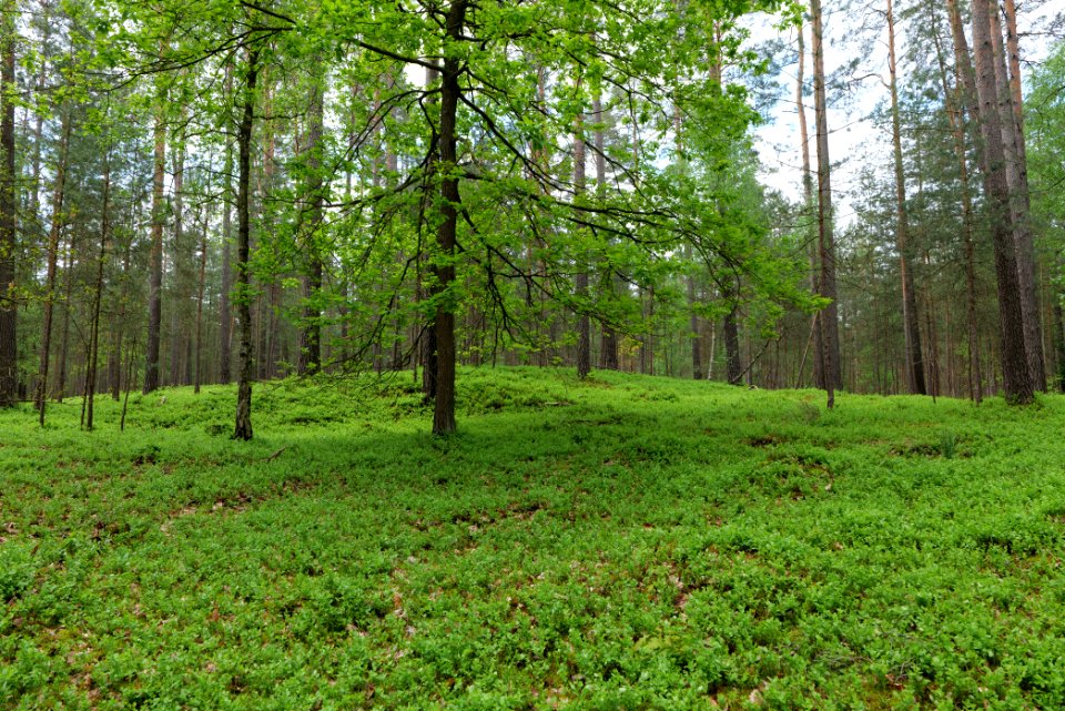 NSG Kleine Schorfheide 2021-05-29 119