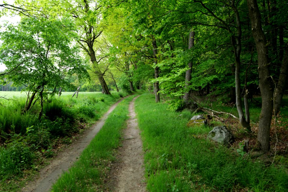 NSG Brüsenwalde 2021-05-29 84