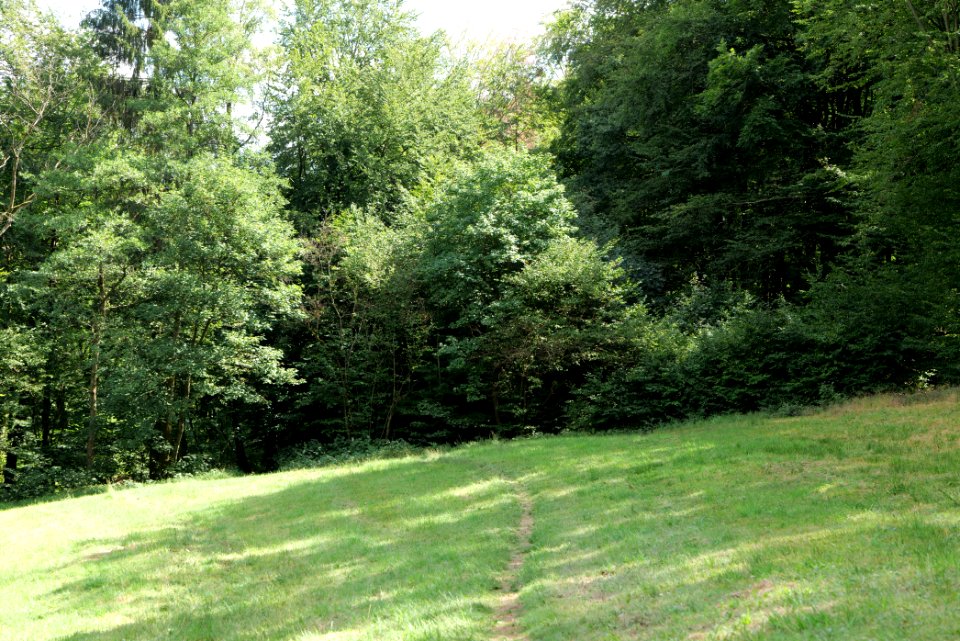 NSG Reichenbachtal 2020-08-18 09