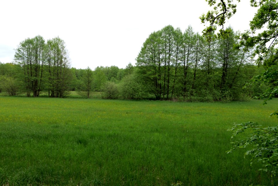 NSG Brüsenwalde 2021-05-29 21