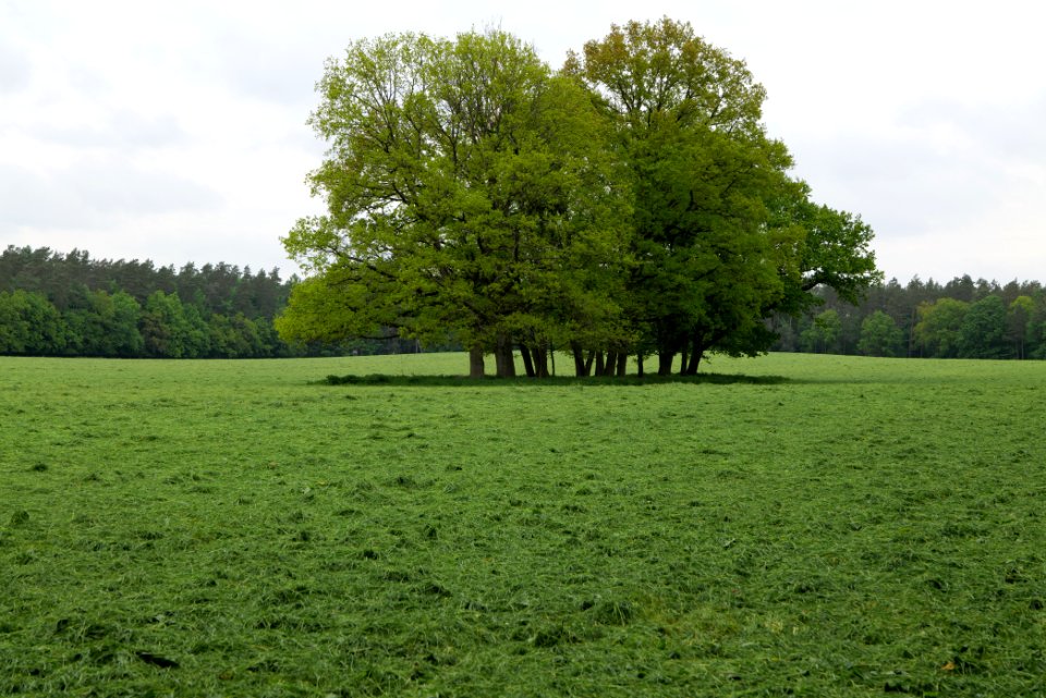 NSG Brüsenwalde 2021-05-29 80