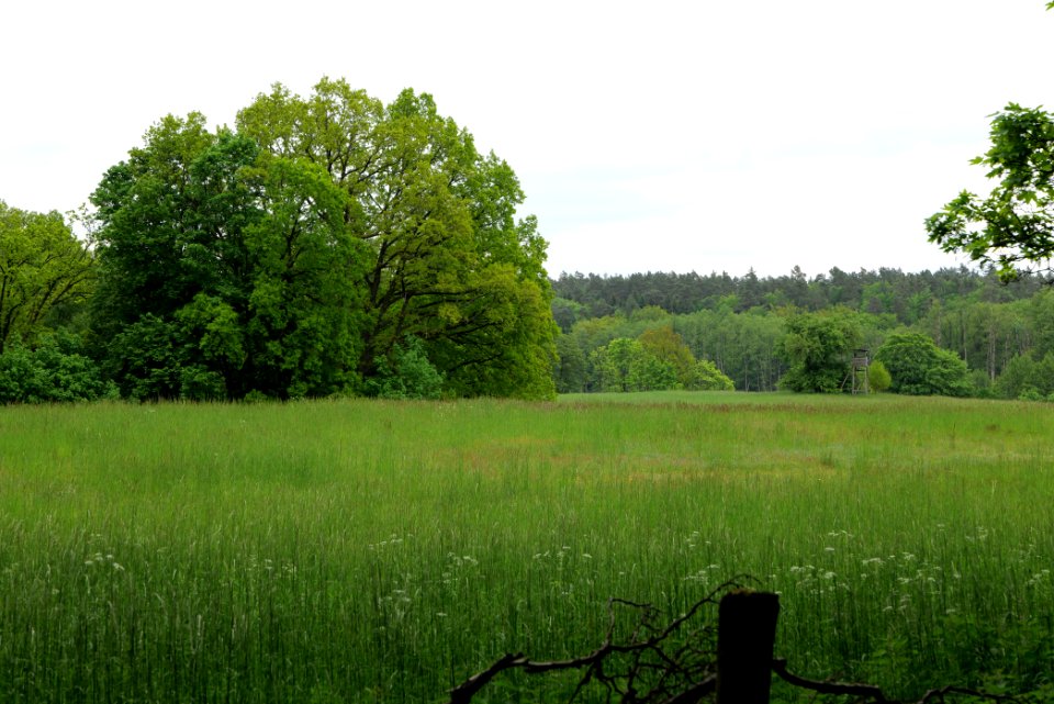 NSG Brüsenwalde 2021-05-29 72