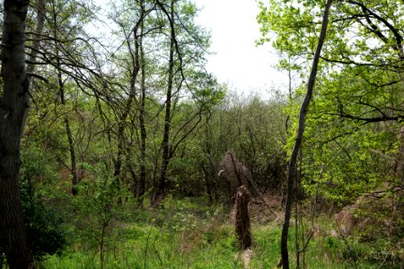 NSG Rangsdorfer See 2021-05-11 07