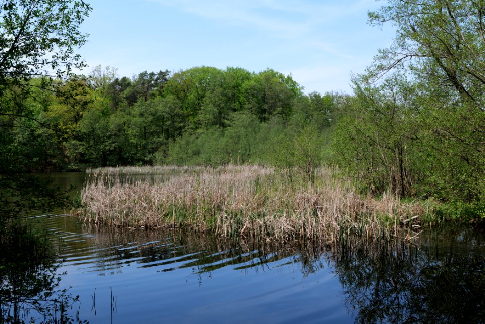 NSG Rangsdorfer See 2021-05-11 20