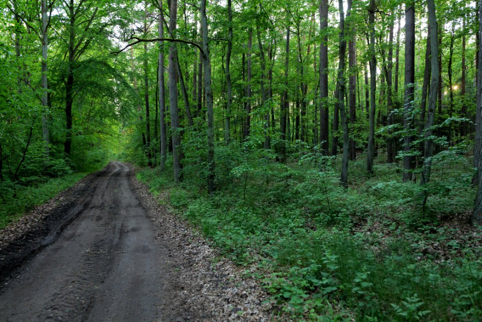 NSG Poratzer Moränenlandschaft 2021-05-29 10