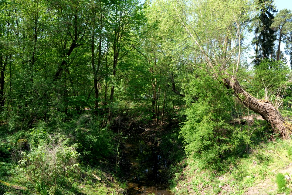 NSG Glasowbachniederung 2021-05-11 01