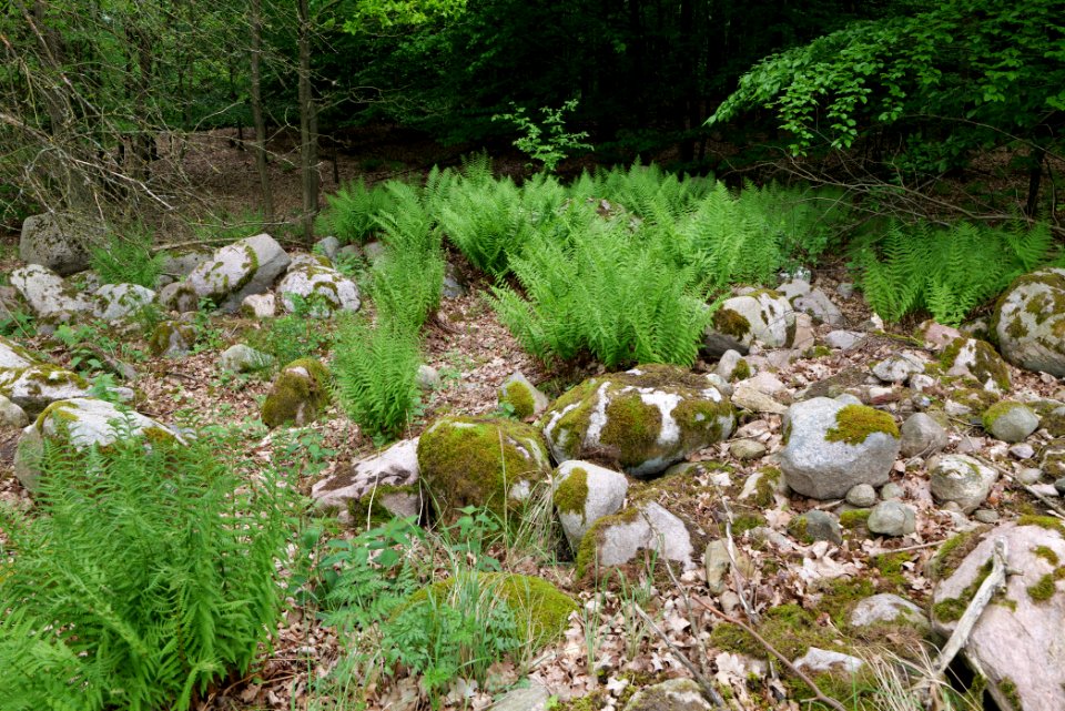 NSG Brüsenwalde 2021-05-29 91
