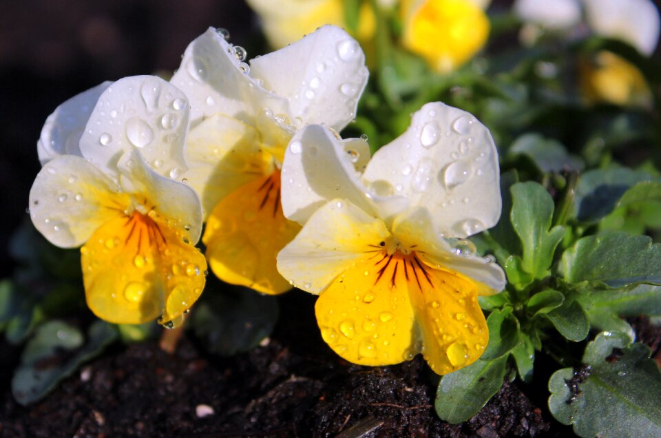 Violet plant flower plants white yellow