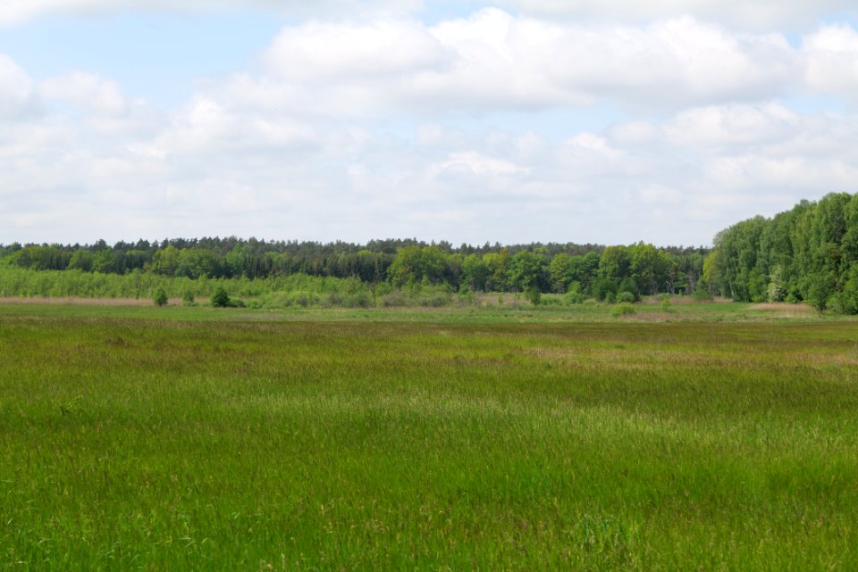 NSG Platkowsee 2021-05-29 10