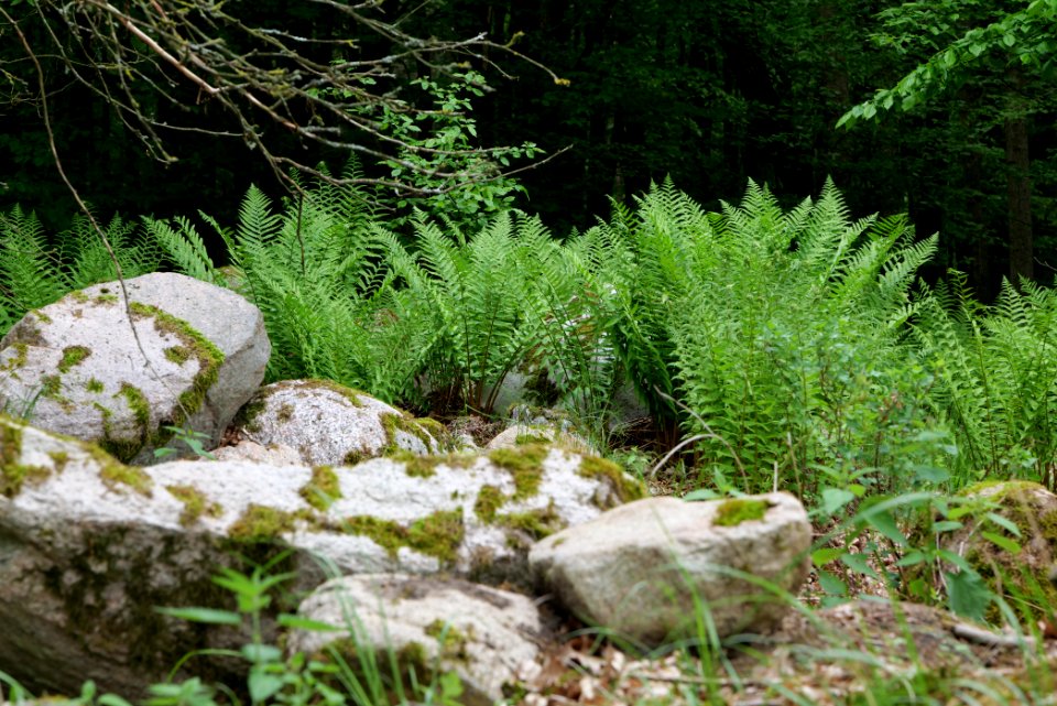 NSG Brüsenwalde 2021-05-29 94