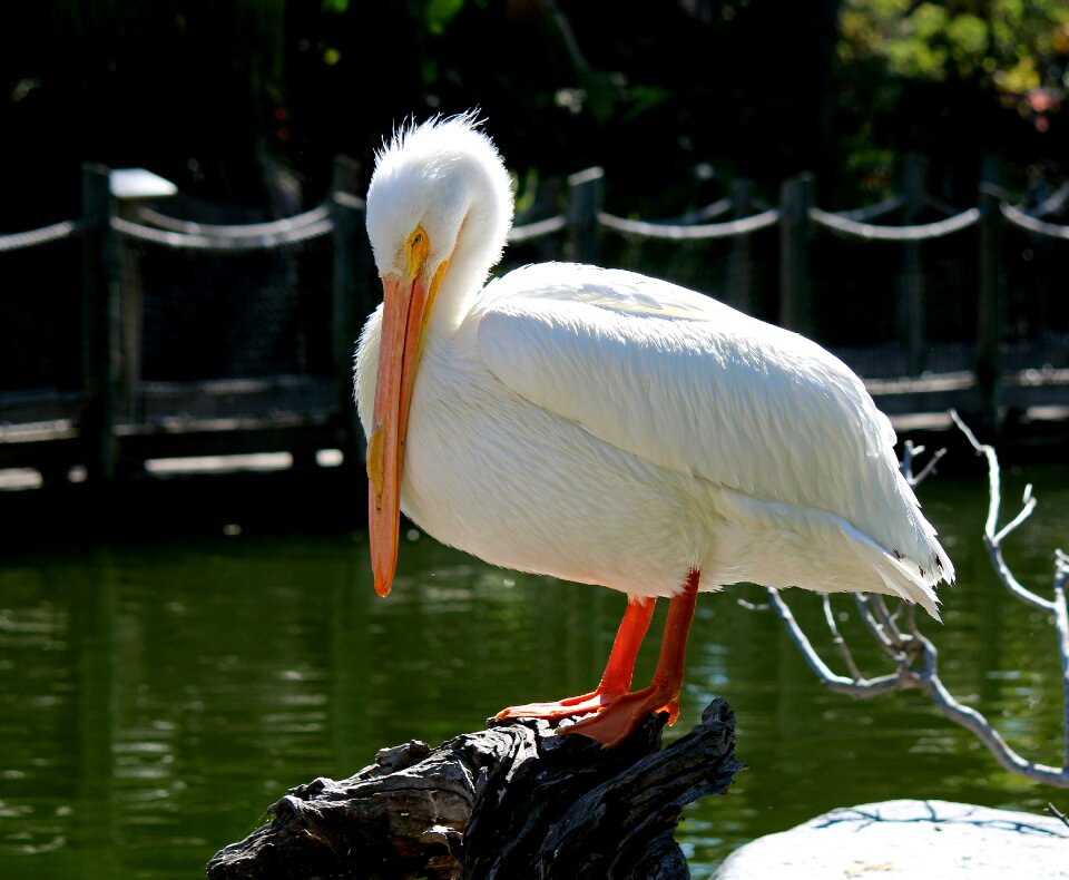 Pelican bird nature