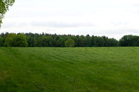 NSG Brüsenwalde 2021-05-29 87